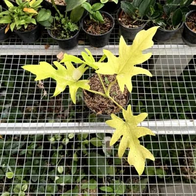 Philodendron Warscewiczii Golden Finger