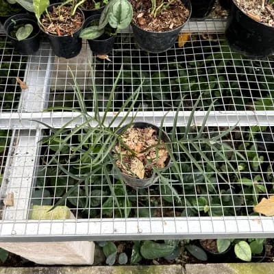 Philodendron Tortum