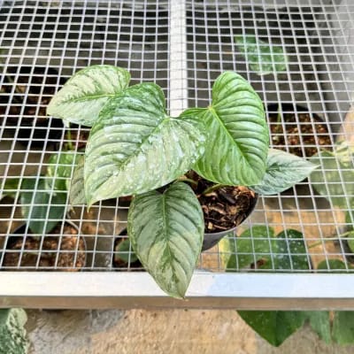 Philodendron Sodiroi