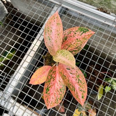 Aglaonema Orange Stardust