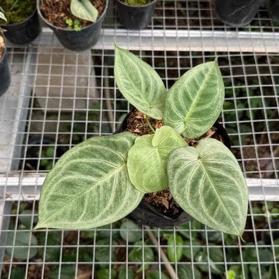 Syngonium Frosted Heart