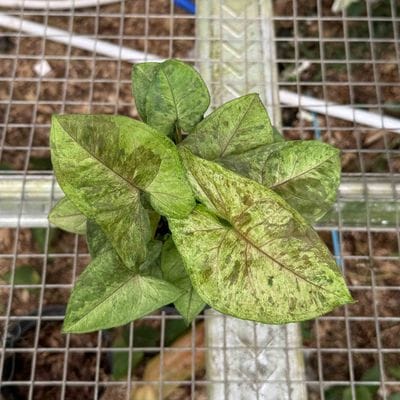 Syngonium Matcha Sprinkle