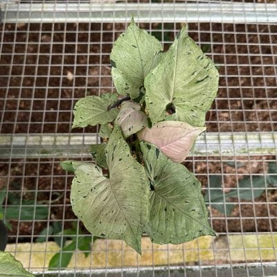 Syngonium Green Splash
