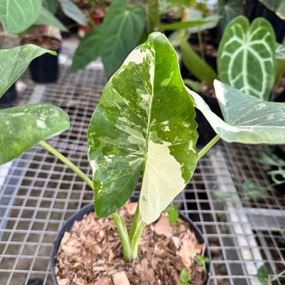 Alocasia Macrorrhiza Variegated