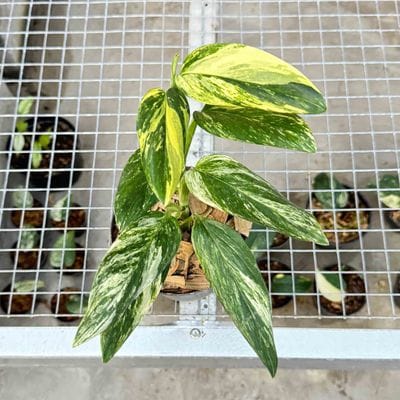 Monstera Standelyana Yellow