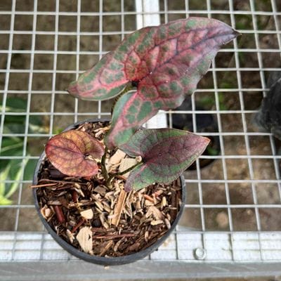 Alocasia Cyrtosperma Jhonstonii Black Jack