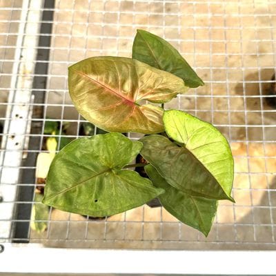 Syngonium Caramel Butter