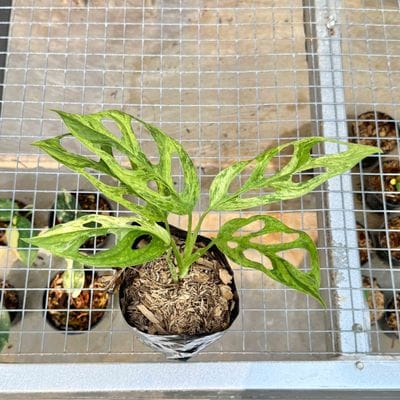 Monstera Adansonii Mint Indonesia