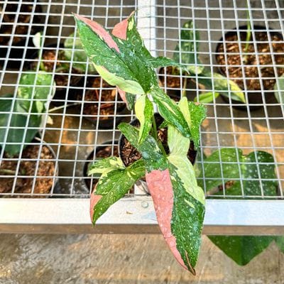 Syngonium Red Spot Tricolor