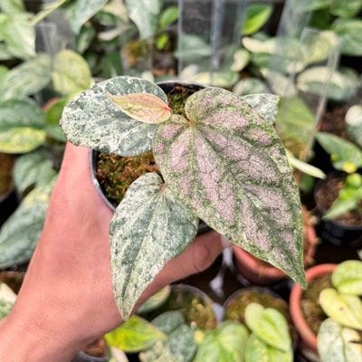 Piper Sylvaticum Variegated