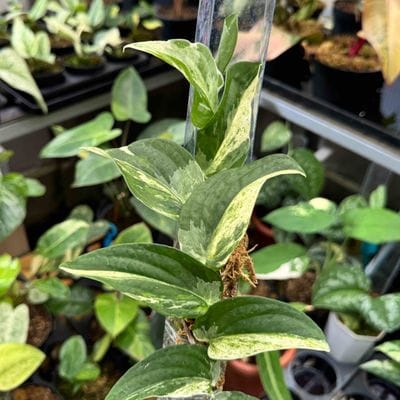 Rhaphidophora Korthalsii Albo