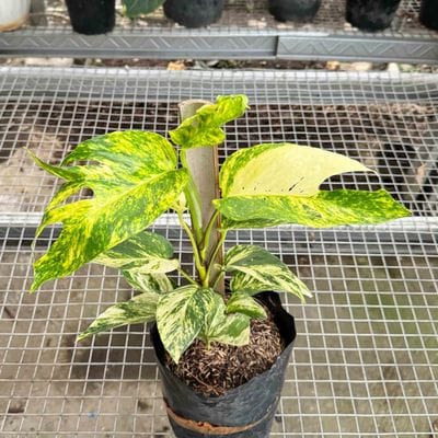Epipremnum Yellow Sunrise Variegated