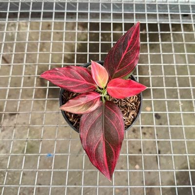 Aglaonema Red Vein