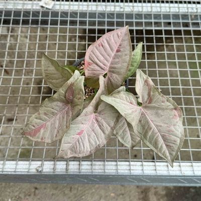 Syngonium Pink Candy