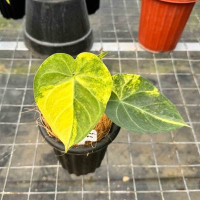Anthurium Gladiator Variegated