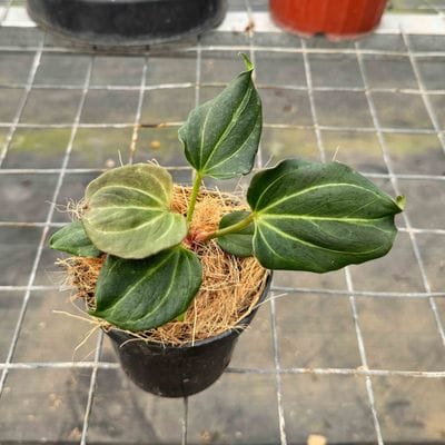 Anthurium King Of Spades HU Butterfly (Best Selected)