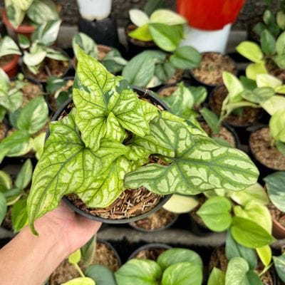 Cercetis Mirabilis Variegated