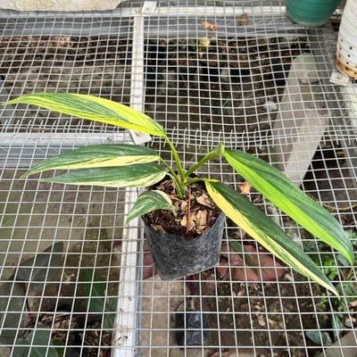 Epipremnum Amplissimum Yellow Variegated