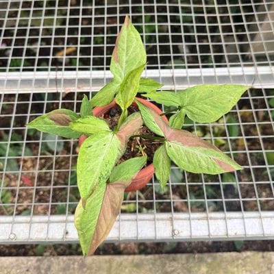 Syngonium Pink Salmon