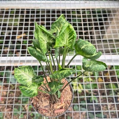 Syngonium Godzila