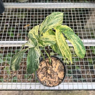 Amydrium Zippelianum Variegated