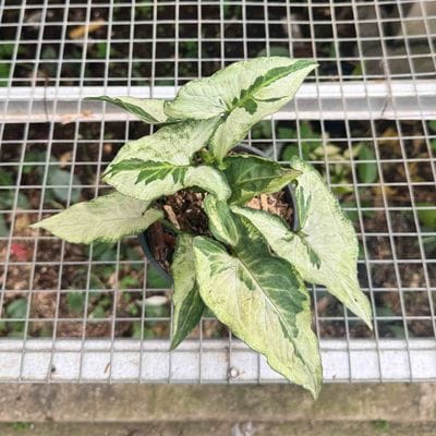 Syngonium Three King