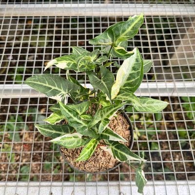 Syngonium T25
