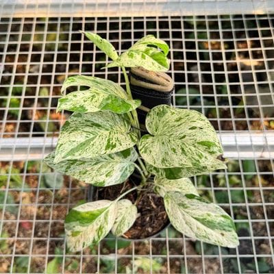 Epipremnum Pinnatum Marble