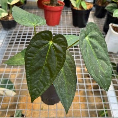 Anthurium Papililaminum Dark Form