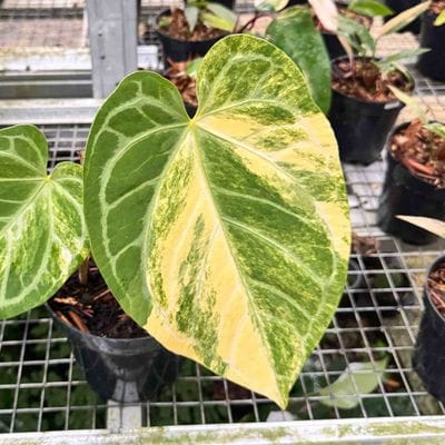 Anthurium Magna Variegated