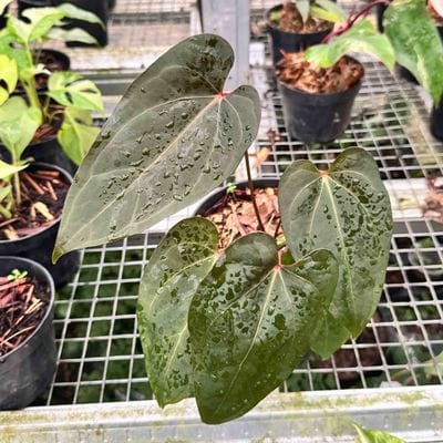 Anthurium Blue Papi x One (Red and Dark Colour Combination)