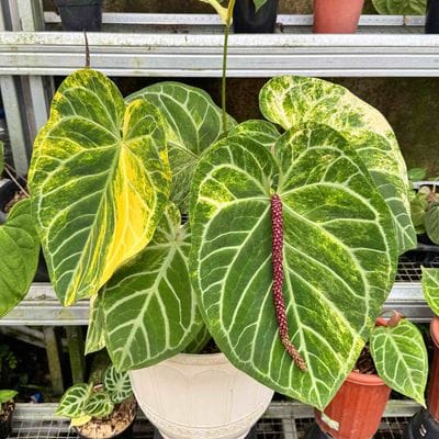 Mother Plants Anthurium Magna Variegated (Magnificum x Silver Variegated)