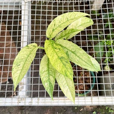 Rhaphidophora Gorilan Variegated