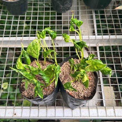 Epipremnum Sangrila