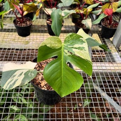 Monstera Mint Variegated