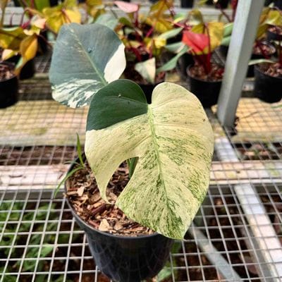 Monstera Mint Variegated