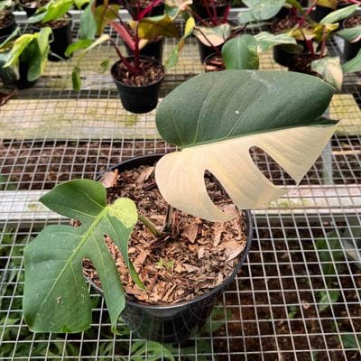 Monstera Mint Variegated