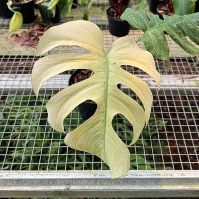 Monstera White Mint