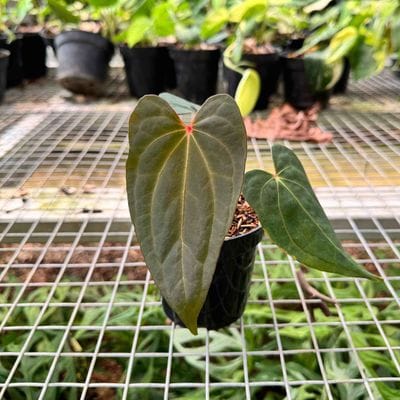Anthurium Blue Papi X One (Red And Dark Colour Combination)
