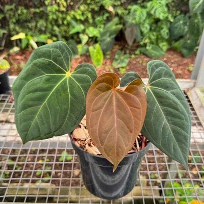 Anthurium Blue X One