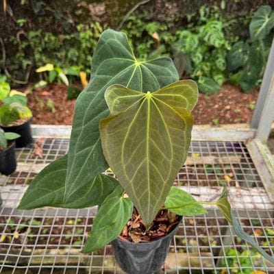 Anthurium X One
