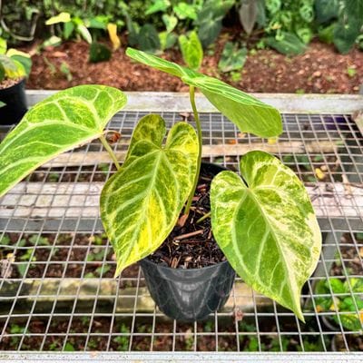 Anthurium Magna Variegated