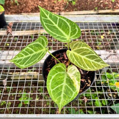 Anthurium Magna Variegated
