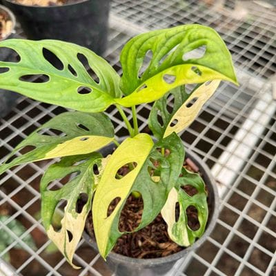 Monstera Adansonii Aurea Japan