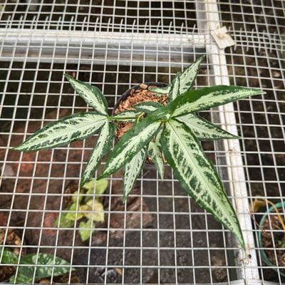 Syngonium White Ribbon / Little Star