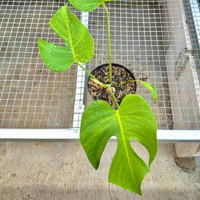 Monstera Green On Green Spartacus