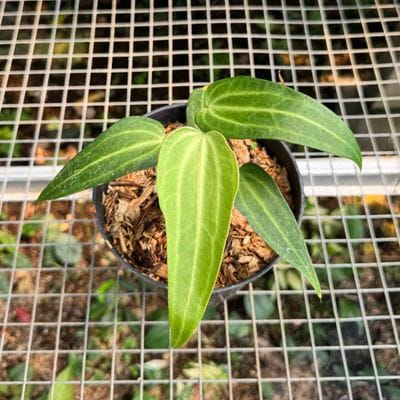 Anthurium Leuconeurum x King Clarinervium