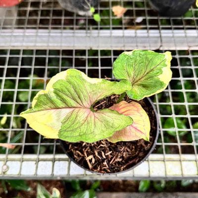 Syngonium Orm Thong