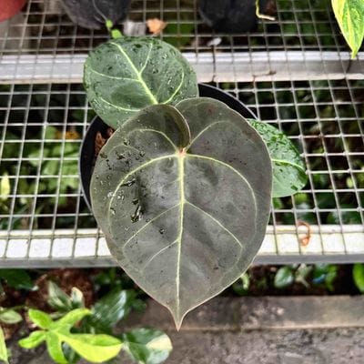 Anthurium Hoffmanii x Red Sinus