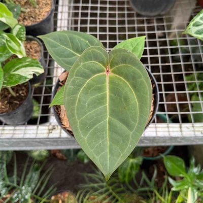 Anthurium Red Gunsal